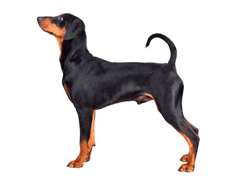 German store pinscher hypoallergenic